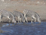Zebras im Etosha Nationalpark, Namibia