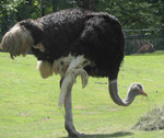 Im Berliner Zoo