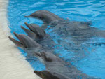 Delphine  im Loro Park, Teneriffa