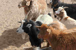 Ziegenherde in der Mongolei