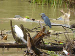 Reiher, Costa Rica