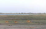 Im Etoscha Nationalpark, Namibia