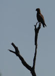 Einfarbschlangenadler im Kruger National Park, Südafrika
