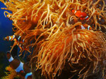 Clownsfische im Oceaneum und Meeresmuseum Stralsund