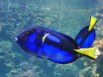Oceaneum und Meeresmuseum Stralsund