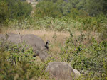 Nashorn im Kruger National Park, Südafrika