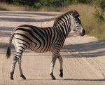 Zebra im Kruger National Park, Südafrika