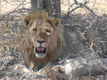Löwengroßfamilie im Etosha Nationalpark, Namibia