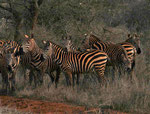 Zebras im Amboseli Nationalpark Kenia