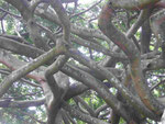 Riesenbaum an der Universität von Kandy, Sri Lanka