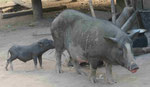 Hausschweine in Laos
