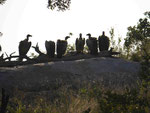 Weißrückengeier im Kruger National Park, Südafrika