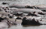 Flusspferde in Kenia