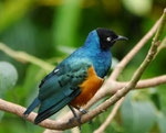 Tropischer Vogel, Tierpark Berlin