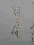 Schilf auf dem Großen Lychensee in der Uckermark