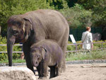 Indische Elefanten, Tierpark Berlin