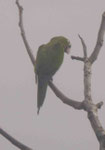 Kleiner grüner Papagei, Costa Rica