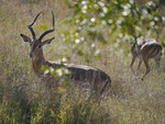 Impalabock im Kruger National Park, Südafrika