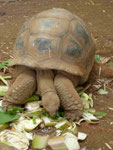 Riesenschildkröten auf Mauritius