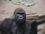 Gorilla im Zoo Leipzig