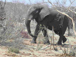 Elephant nahe dem Okavango Delta, Botswana