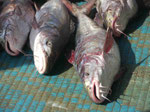 Auf dem Fischmarkt von Muskat, Oman