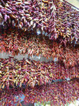 Chillies auf dem Markt von Funchal, Madeira