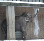 Im Berliner Zoo