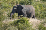 Elefant im Kruger National Park, Südafrika