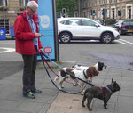 Hundeausführer in Glasgow, Schottland