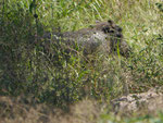 Warzenschwein im Kruger National Park, Südafrika