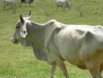Zeburinder auf Martinique