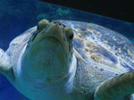 Oceaneum und Meeresmuseum Stralsund