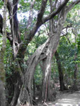 Im Regenwald von Costa Rica