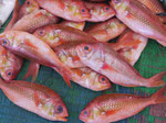 Auf dem Fischmarkt von Muskat, Oman