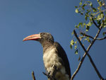 Rotschnabeltoko im Kruger National Park, Südafrika