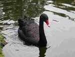 Schwarzer Schwan bei Furnas, Sao Miguel, Azoren, Portugal