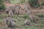 Zebramangusten in Kenias Nationalparks