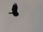 Rabengeier, Costa Rica