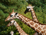 Giraffen im Tierpark Berlin