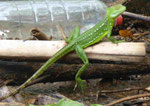 Bailisk, Costa Rica