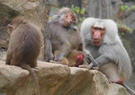 Im Berliner Zoo