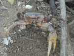 Große Krabbe im Mangrovenwald, Curieuse, Seychellen