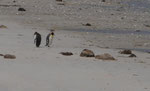 Königspinguine bei Port Stanley, Falkland Islands
