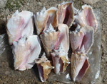 Meeresschnecken auf Antigua