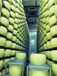 In einer Parmesanfabrik bei Parma, Italien
