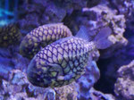 Tropenfisch im Oceaneum und Meeresmuseum Stralsund