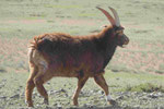Ziegenbock in der Mongolei