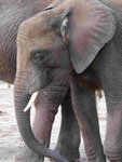 Afrikanischer Elefant, Tierpark Berlin