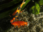 Koi im Zoo Leipzig